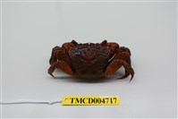 藏品(福曼新脹蟹)的圖片